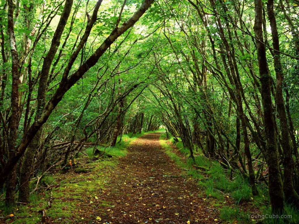 Rossacroo-na-loo Wood, Near Kilgarvan, County Kerry, Ireland